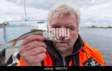 27 mars 2018, l'Allemagne, l'Hoopte : Wilhelm Grube, pêcheur sur la rivière Elbe, est titulaire d'un éperlan. Après quatre décennies dans la tâche, Grube craint pour l'avenir, comme ces poissons sont devenus incroyablement rare. Photo : Philipp Schulze/dpa Banque D'Images