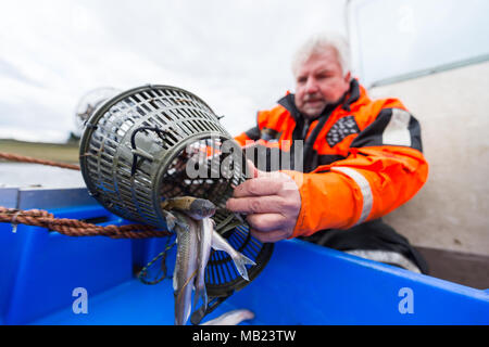 27 mars 2018, l'Allemagne, l'Hoopte : Wilhelm Grube, pêcheur sur la rivière Elbe, processus d'éperlans. Après quatre décennies dans la tâche, Grube craint pour l'avenir, comme ces poissons sont devenus rares. Photo : Philipp Schulze/dpa Banque D'Images