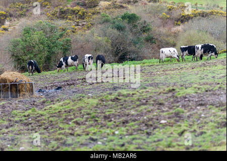 Ballydehob, Irlande. 6ème apr 2018. Un troupeau de vaches laitières, essayer de manger ce qu'il y a peu d'herbe laissée dans un champ de boue, en raison de la crise du fourrage en Irlande. Le mauvais temps a conduit à aucune croissance de l'herbe avec le fourrage ayant à être importés du Royaume-Uni pour aider les agriculteurs désespérés. Credit : Andy Gibson/Alamy Live News. Banque D'Images