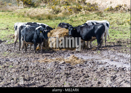 Ballydehob, Irlande. 6ème apr 2018. Un troupeau de vaches laitières, manger une caution de acheté dans le fourrage dans un champ de boue. Le mauvais temps a conduit à aucune croissance de l'herbe avec le fourrage ayant à être importés du Royaume-Uni pour aider les agriculteurs désespérés. Credit : Andy Gibson/Alamy Live News. Banque D'Images