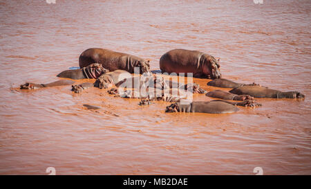 Groupe d'Hippopotame (Hippopotamus amphibius), rouge à partir de la boue, le bain dans la rivière Galana. Tsavo East National Park, Kenya. Banque D'Images