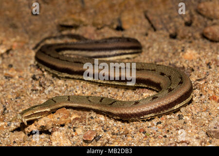 Tentacled Serpent d'eau Banque D'Images