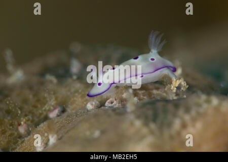 Nudibranche Hypselodoris tryoni, juvénile. Photo a été prise dans la mer de Banda, Ambon, la Papouasie occidentale, en Indonésie Banque D'Images