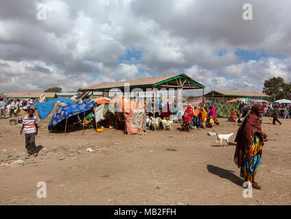 Population somalienne dans le marché de l'élevage, Woqooyi Galbeed, Hargeisa, Somaliland région Banque D'Images