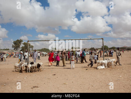 Population somalienne dans le marché de l'élevage, Woqooyi Galbeed, Hargeisa, Somaliland région Banque D'Images