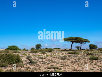 Acacias arbres du cheikh montagnes, Togdheer, Cheikh, le Somaliland Banque D'Images