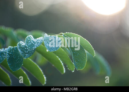 Branche de l'arbre acacia Feuilles vertes. Fond vert blured Banque D'Images