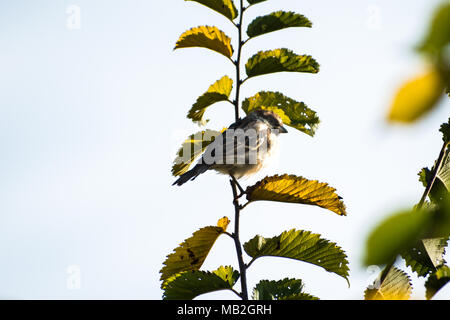 Le Milan royal moineau domestique (Passer montanus) Tree Sparrow assis sur une branche Banque D'Images