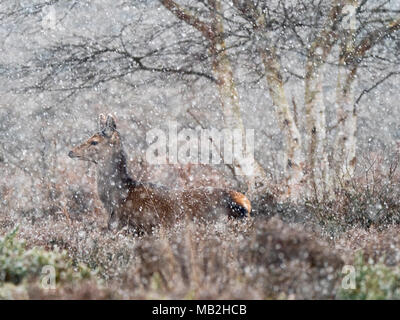 Red Deer Cervus elaphus hinds dans blizzard sur heath à la réserve RSPB Minsmere Février Banque D'Images