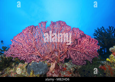 Cherry Blossom ou Corail Corail Mou'Godeffroy (Siphonogorgia godeffroyi) Banque D'Images