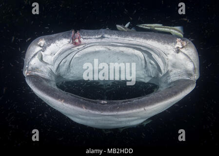 Portrait du requin-baleine (Rhincodon typus) Les plancton dans la nuit Banque D'Images