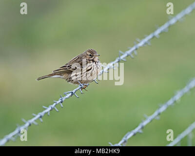 Meadow Pipit spioncelle Anthus pratensis Salthouse Norfolk Février Banque D'Images