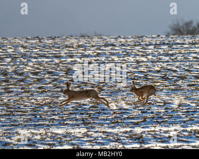 27 février 2018 deux lièvres Lepus europeaus brun chase les uns les autres à travers un champ couvert de neige en hiver soleil à Holkham North Norfolk Banque D'Images