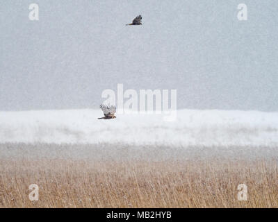 Busard des roseaux Circus aeruginosus dans blizzard sur roselière sur le CLAJ NWT Marais Réserver Février Banque D'Images