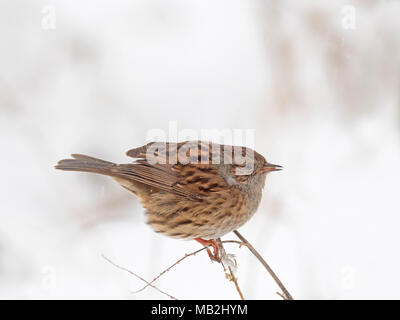 Prunella modularis nid se nourrissent de graminées dans la neige Février Norfolk Banque D'Images