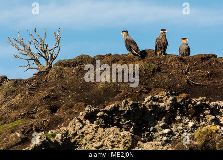 Traro (Caracara plancus), îlots Tuckers, Canal Whiteside, PN Alberto de Agostini, la Terre de Feu, Patagonie, Chili Banque D'Images