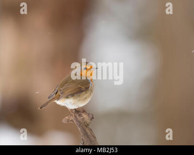 Erithacus rubecula aux abords de jardin couvert de neige Février Norfolk Banque D'Images