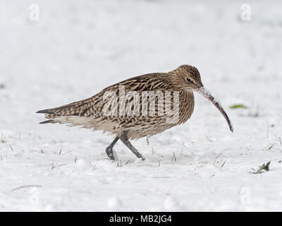 Courlis cendré Numenius arquata se nourrir dans la neige profonde sur les pâturages marsh Holkham Norfolk Banque D'Images