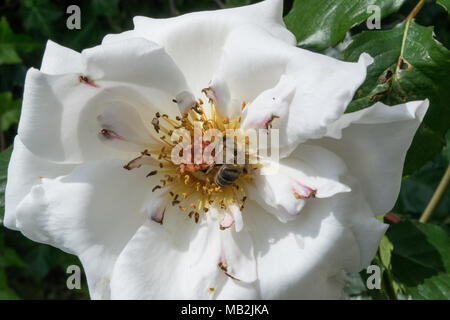 Margaret Merril belle rose blanche et des fleurs dans un jardin anglais Banque D'Images