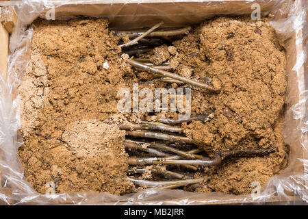 L'inoculation des plants de noyer la cob close-up. Le concept de fabrication industrielle, le greffage d'arbres Banque D'Images