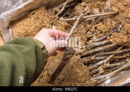 L'inoculation des plants de noyer la cob close-up. Le concept de fabrication industrielle, le greffage d'arbres Banque D'Images
