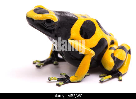 Jaune Noir bumblebee poison dart frog, Dendrobates leucomelas. Une forêt de pluie toxique animal avec des couleurs d'avertissement isolé sur un fond blanc. Banque D'Images