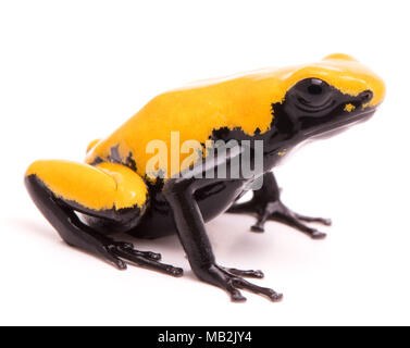 Adelphobates galactonotus splash jaune, soutenues ou refoulement poison dart frog. Un animal de la forêt toxique de la forêt amazonienne au Brésil. Je Banque D'Images