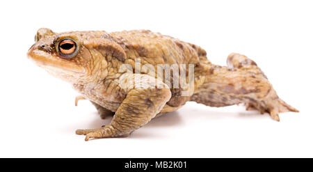 Crapaud commun, Bufo bufo. Belle amphibien rampant sur un fond blanc. Banque D'Images