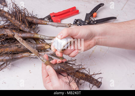 L'inoculation des plants de noyer la cob close-up. Le concept de fabrication industrielle, le greffage d'arbres Banque D'Images