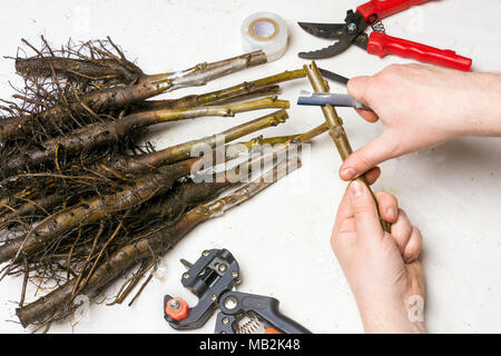 L'inoculation des plants de noyer la cob close-up. Le concept de fabrication industrielle, le greffage d'arbres Banque D'Images
