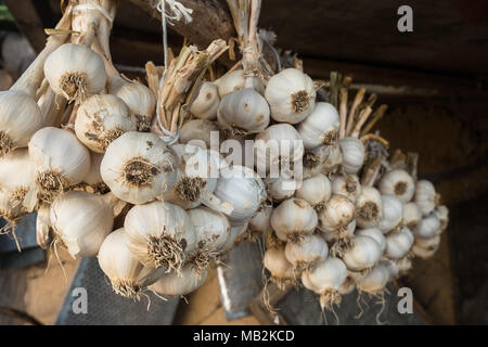 L'ail frais dans l'ensemble d'séché sous toit de maison rurale. Produit biologique largement utilisé dans différents pays et cuisines médecine. Focus sélectif. Banque D'Images