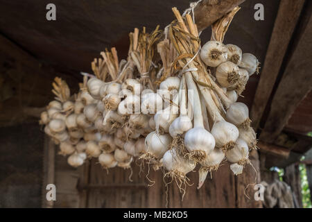 L'ail frais dans l'ensemble d'séché sous toit de maison rurale. Produit biologique largement utilisé dans différents pays et cuisines médecine. Focus sélectif. Banque D'Images
