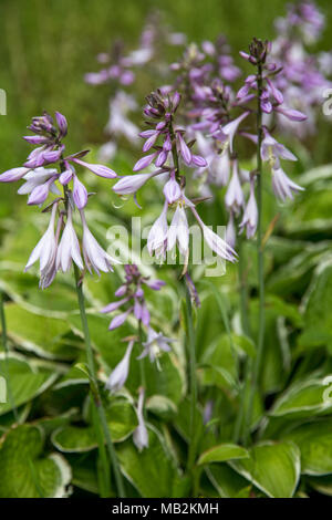 Fleurs violettes de la floraison hosta Hosta undulata . Banque D'Images