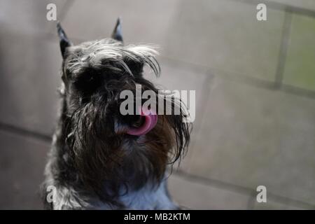 Chien Schnauzer miniature représentant - champion américain, très typique représentant de la race avec l'otectomie et amarré, queue de couleur poivre et sel Banque D'Images