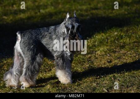 Chien Schnauzer miniature représentant - champion américain, très typique représentant de la race avec l'otectomie et amarré, queue de couleur poivre et sel Banque D'Images