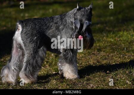 Chien Schnauzer miniature représentant - champion américain, très typique représentant de la race avec l'otectomie et amarré, queue de couleur poivre et sel Banque D'Images