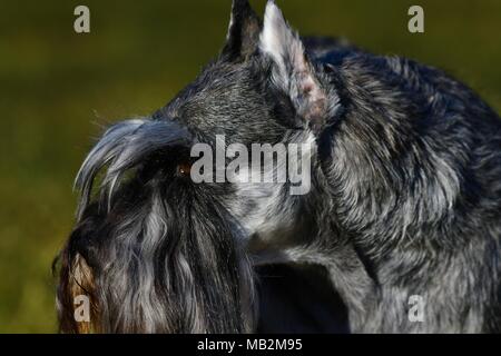 Chien Schnauzer miniature représentant - champion américain, très typique représentant de la race avec l'otectomie et amarré, queue de couleur poivre et sel Banque D'Images