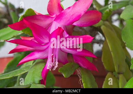 L'exotique des fleurs roses du cactus épiphytes Schlumbergera ou cactus de Noël lorsqu'il est cultivé comme plante d'intérieur au Royaume-Uni. Banque D'Images