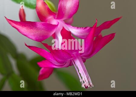 L'exotique des fleurs roses du cactus épiphytes Schlumbergera ou cactus de Noël lorsqu'il est cultivé comme plante d'intérieur au Royaume-Uni. Banque D'Images