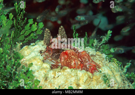 Mantis shrimp (Lysiosquillina Spearing sp.), Sabang beach, Mindoro, Philippines, Asie Banque D'Images