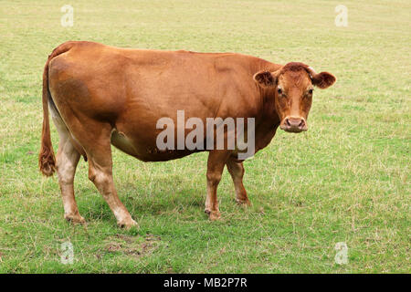 Vache brune paissant dans un champ Banque D'Images