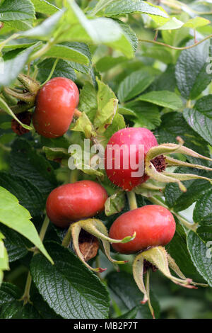 Rosa rugosa Rose Hips Banque D'Images