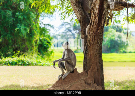 Singe dans la jungle assis sous un arbre Banque D'Images