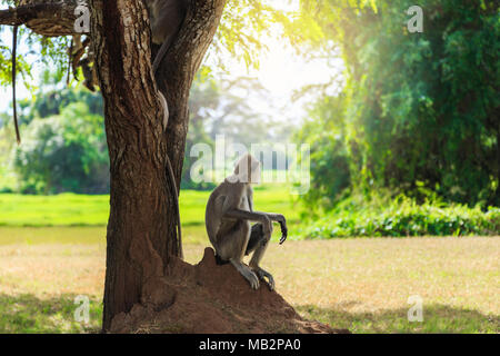 Singe dans la jungle assis sous un arbre Banque D'Images