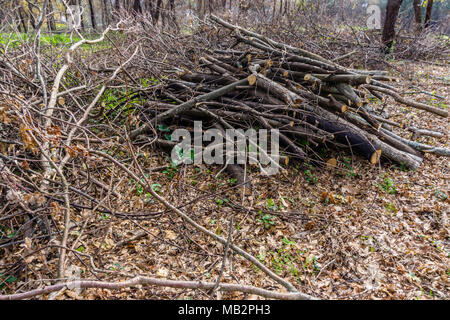 Tas de bois coupé et stocké dans la forêt. Banque D'Images