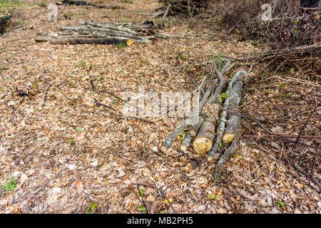 Tas de bois coupé et stocké dans la forêt. Banque D'Images