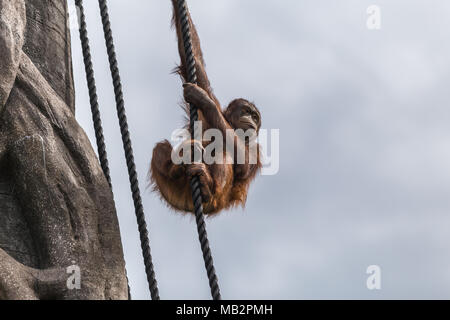 Journée au Zoo de Dublin Banque D'Images