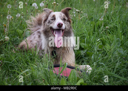 Un chien portant dans un champ Banque D'Images