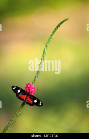 Papillon Doris (Heliconius doris) sur fleur rose dans le sud-ouest du Costa Rica Banque D'Images