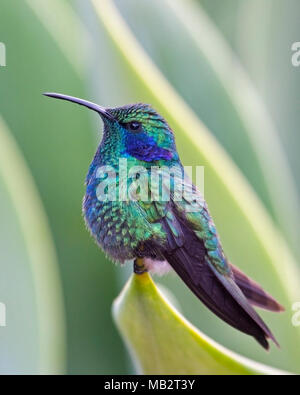 Violet moindre-ear (hummingbird Colibri cyanotus cabanidis) perché sur plante verte dans un jardin tropical. Banque D'Images